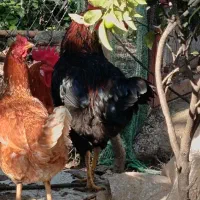 خروس محلی مرغ محلی مرغ لاری|حیوانات مزرعه|ماکلوان, |دیوار