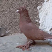 راعب اصیل معاوضه