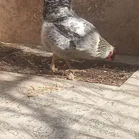 مرغ محلی|حیوانات مزرعه|ماهدشت, |دیوار