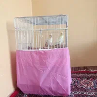 پرنده عروس هلندی