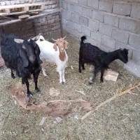 سه عدد گوسفند چاق