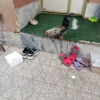 خروس گلین،پنگونی|حیوانات مزرعه|بروجرد, |دیوار