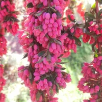 زرشک|خوردنی و آشامیدنی|مود, |دیوار