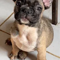 توله فرنچبولداگ