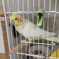 عروس هلندی با جوجه