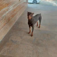 سگ دوبرمن اماده جفت|سگ|کهریزک, |دیوار