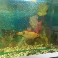 ماهی کوی|ماهی|یزد, |دیوار