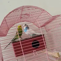 مرغ عشق نر و ماده