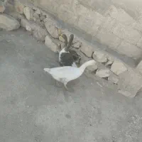 3تا غاز نرو ماده تخم گذار