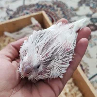 جوجه عروس آلبینو دوکت تک کت و تک خال سرلاکی|پرنده|بهشهر, |دیوار
