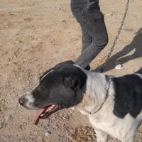 سگ گله|سگ|مشهد, توس فردوسی|دیوار