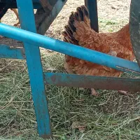 مرغ محلی تخمگذار