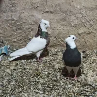 جفت طوقی ذات دار عروسک