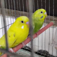 ۴تا مرغ عشق خوش رنگ