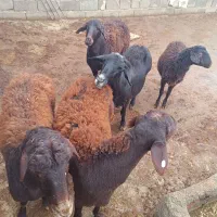 گوسفند با یه بره نر|حیوانات مزرعه|قیدار, |دیوار