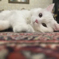 گربه پرشین|گربه|ارومیه, |دیوار