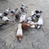 کبوتر آلمانی و رنگی