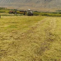 برنج عنبر بو و شمشیری درجه یک