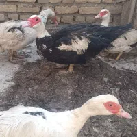 اردک اسرائیلی