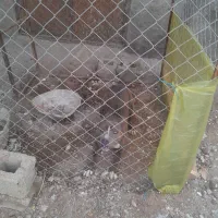 واگذاری سگ|سگ|خرمدره, |دیوار