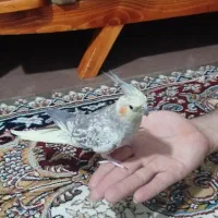 سلام عروس هلندی گمشده اسمش نینوهس ومیگه خودش