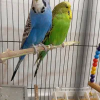 یک جفت مرغ عشق هلندی|پرنده|تبریز, |دیوار