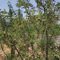فروش زمین ۸۰۰ متری در هشتگرد سرخاب حاجی آباد|فروش زمین و ملک کلنگی|هشتگرد, تهران دشت|دیوار
