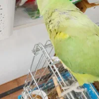 طوطی ملنگو ماده