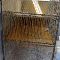 قفسه|لوازم جانبی حیوانات|ایلام, |دیوار