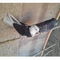 کبوترهماسرور|پرنده|کهریزک, |دیوار