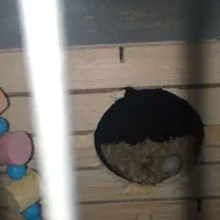 عروس هلندی جفت با قفس|پرنده|تهران, باغ خزانه|دیوار