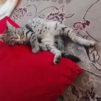گربه