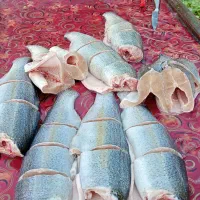 ماهی قزل الا