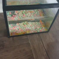 آکواریوم|ماهی|شیراز, احمدآباد|دیوار