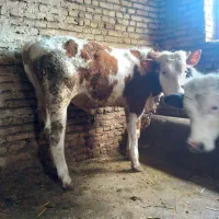 گوساله نرسیمنتال