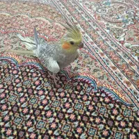 عروس هلندی