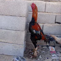 خروس لاری 5دانگ