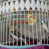 عروس هلندی ابلغ و سیامون