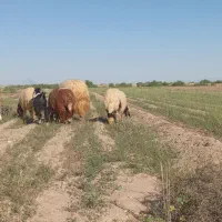 بره نر سالم ۶ماهه یکیشون یکساله وبزغاله ۶ماه سالم