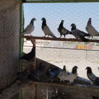 کبوتر پاکستانی