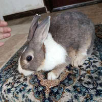خرگوش سفید طوسی نر بالغ