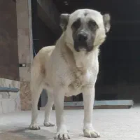 سگ نگهبان.سراب