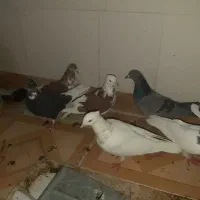 دوازده عدد کبوتر تهرانی،خال،رنگی|پرنده|ایلام, |دیوار