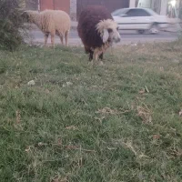 مزرعه|حیوانات مزرعه|رامشیر, |دیوار