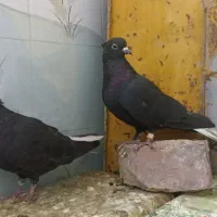 کفتر کلاغ دم سفید