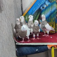 طوقی|پرنده|شاهین‌شهر, نبوت|دیوار