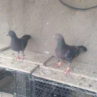 کبوتر پلاکی بشرط
