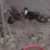 اردک