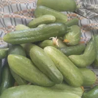 خیار محلی ترو تارع خوش طعم خوش مزه