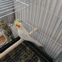 یک جفت عروس هلندی دستی